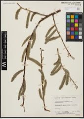 Foto von Salix alaxensis (Andersson) Coville